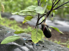 夏野菜の収穫が始まります