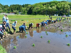 地域の方と一緒に行う学校の田植え