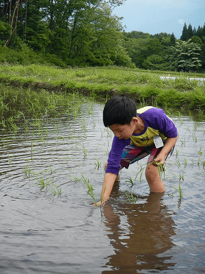 田植え