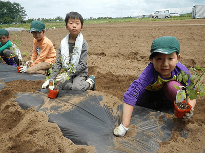 野菜の苗植え