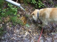 犬のテルもゴクゴク飲んでいます