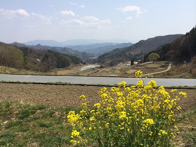 菜の花と切久保集落