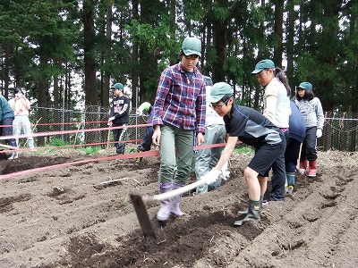 ジャガイモ植え・畝立て