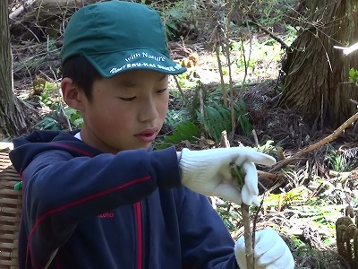 親子山菜採り・タラノメ収穫