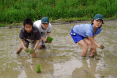 田植え